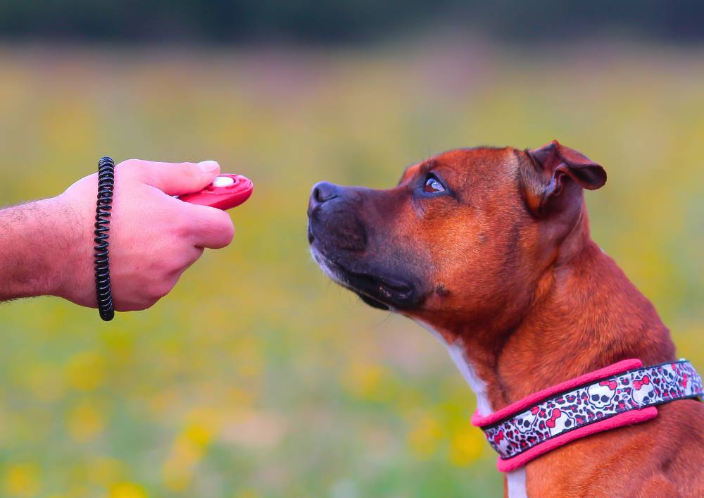 Un maître éduque son chien grâce à un clicker en utilisant la méthode du clicker training.